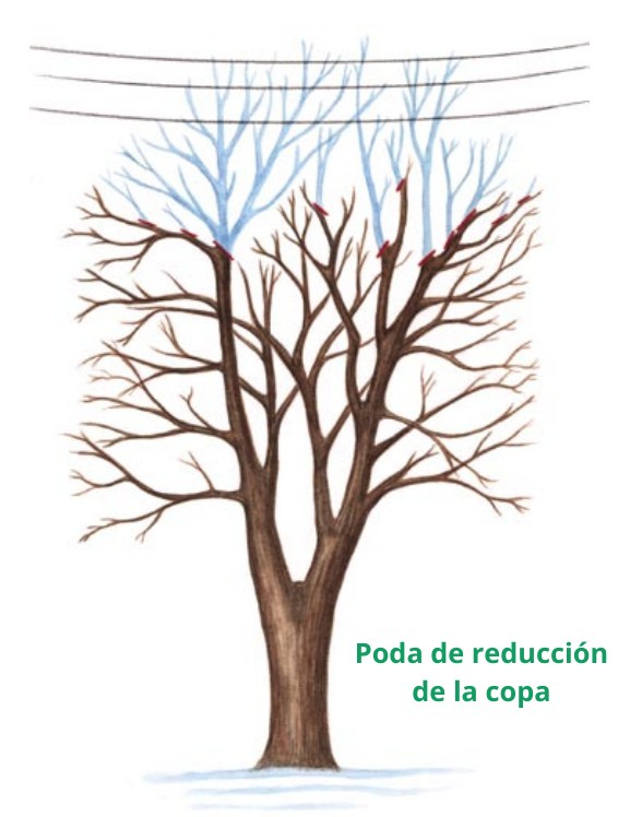 Poda de reduccion de la copa Poda de reducción de la copa