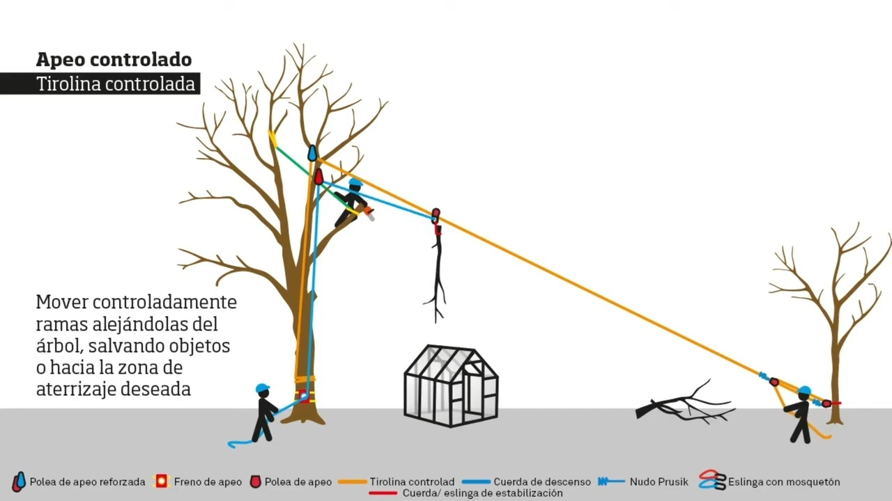 Apeo controlado con Tirolina Contolada
