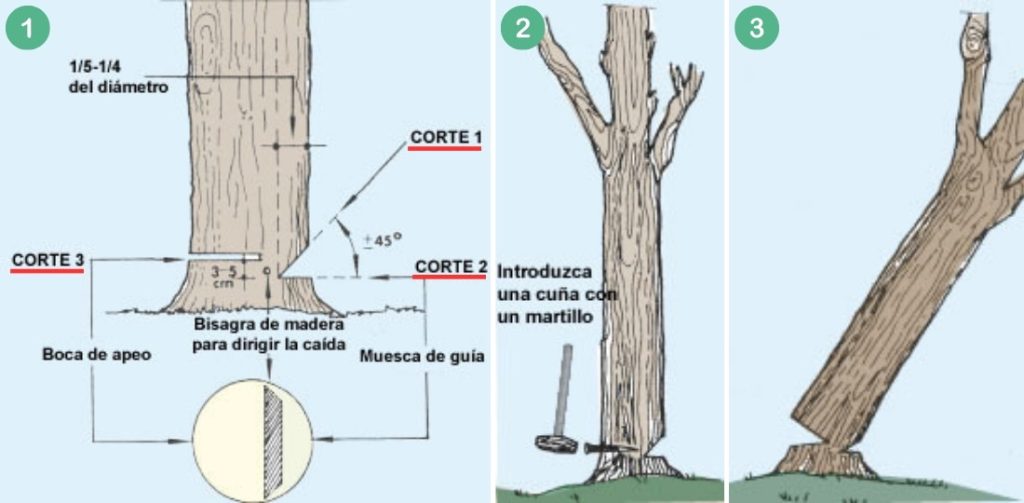 Cómo talar un árbol paso a paso
