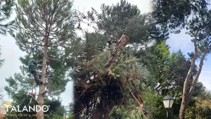La mejor empresa de tala de arboles