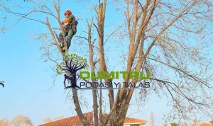 Podas y talas Dumitru Madrid