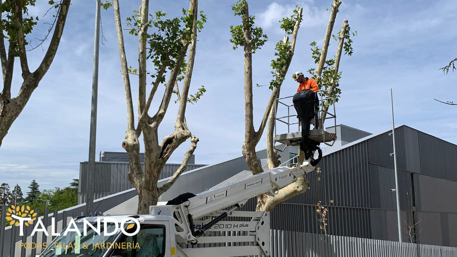 Autorización poda de árboles