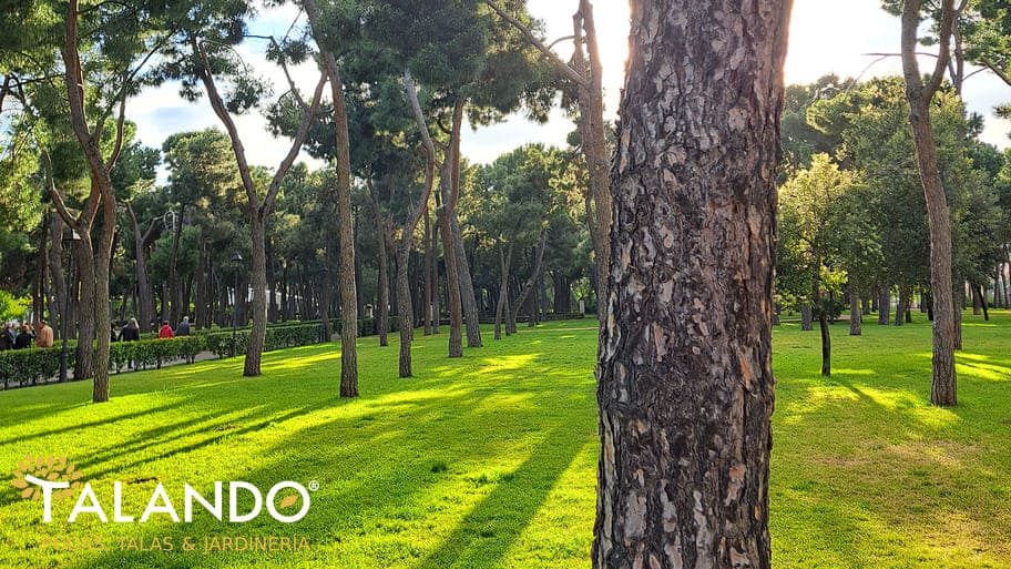 Normativa de Poda de Árboles en Madrid