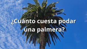 Cuanto cuesta podar una palmera Cuanto cuesta podar una palmera