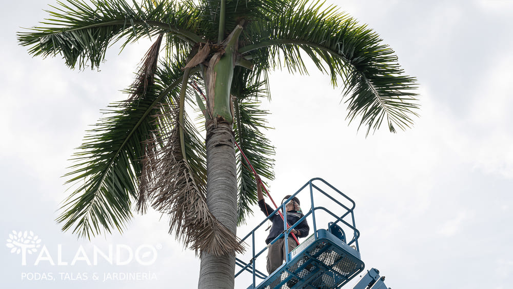 Cuanto vale podar una palmera Cuánto vale podar una palmera