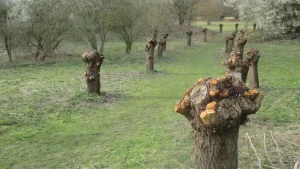 Desbroces en Madrid