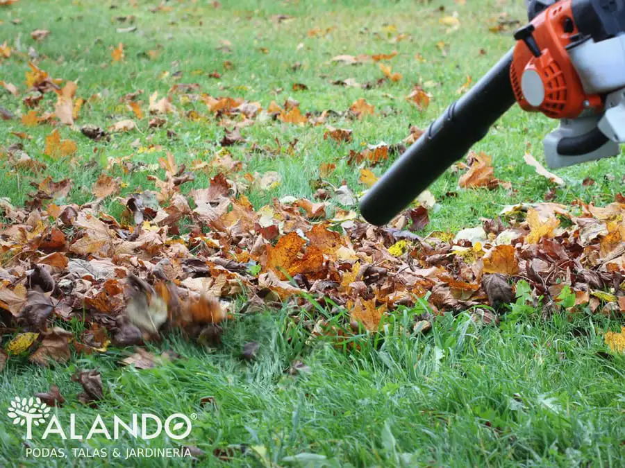 Limpieza de fincas Limpieza de fincas