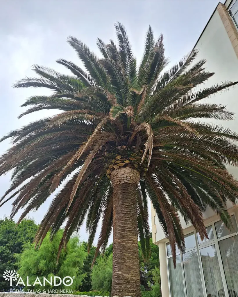 Limpieza de palmeras precio Limpieza de palmeras precio