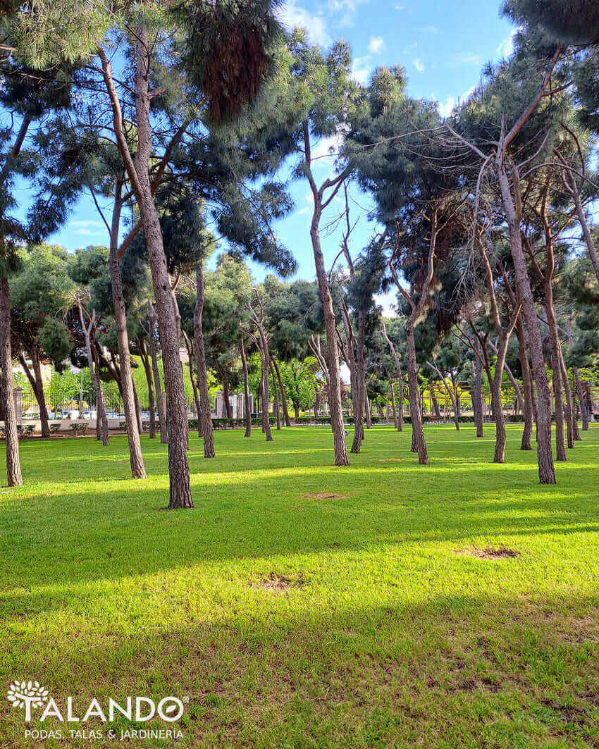 Limpieza de parcelas y fincas Limpieza de parcelas y fincas