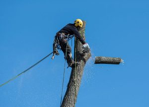 Opiniones de empresa de Jardinería Poda y Tala TALANDO