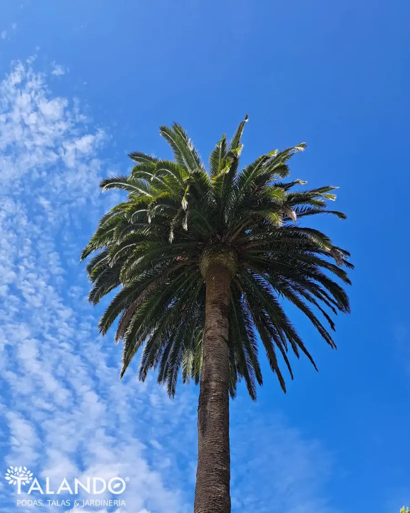 Poda de palmeras precio Poda de palmeras precio