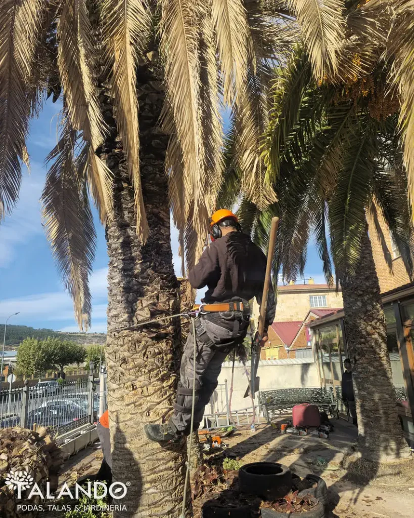 Podador de palmeras Podador de palmeras