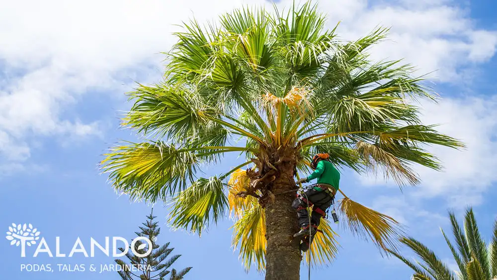 Precio poda palmeras Precio poda palmeras