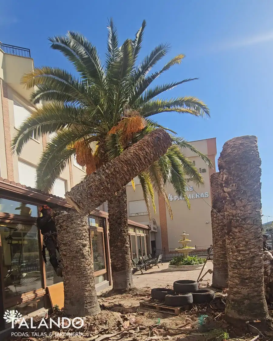 Tala de palmera en altura