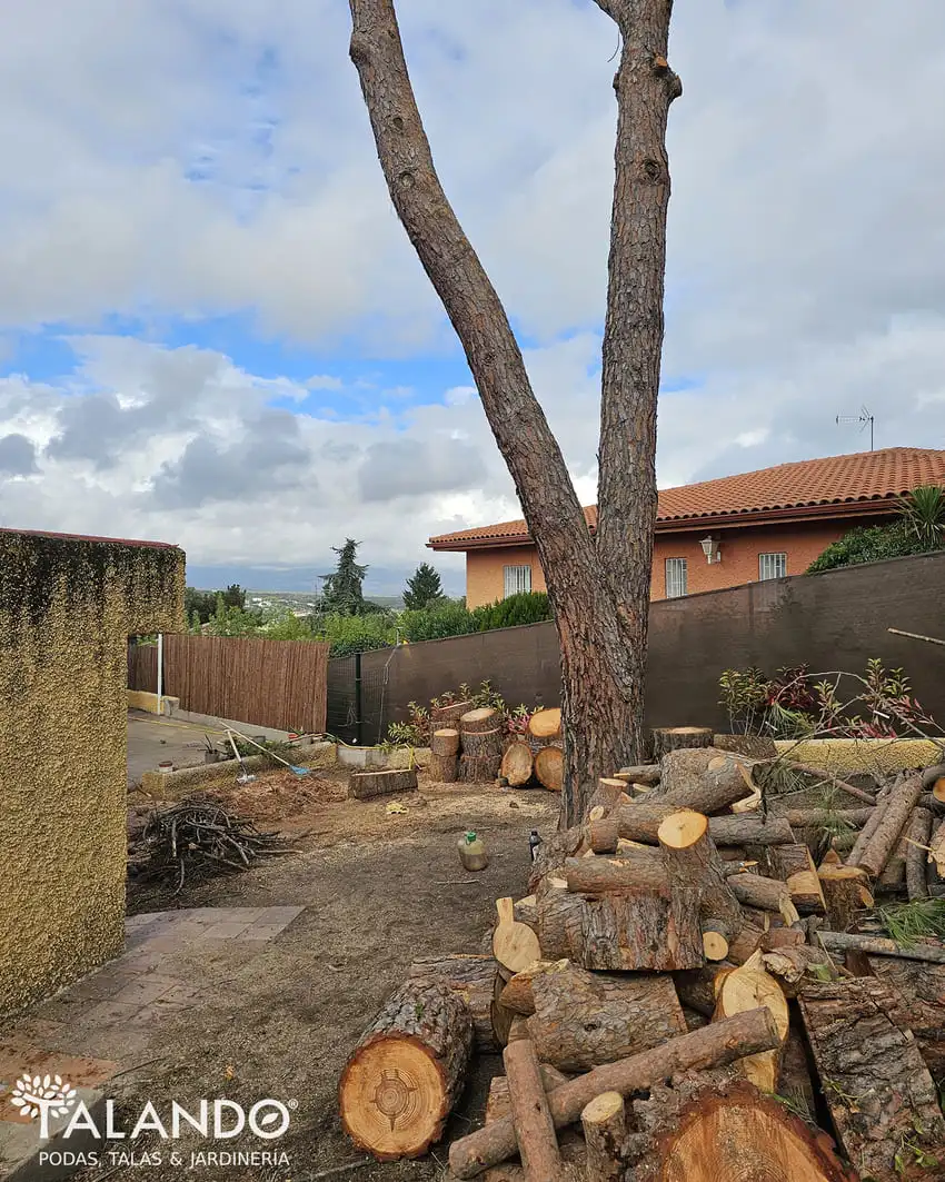Desbroce y limpieza del terreno Desbroce y limpieza del terreno
