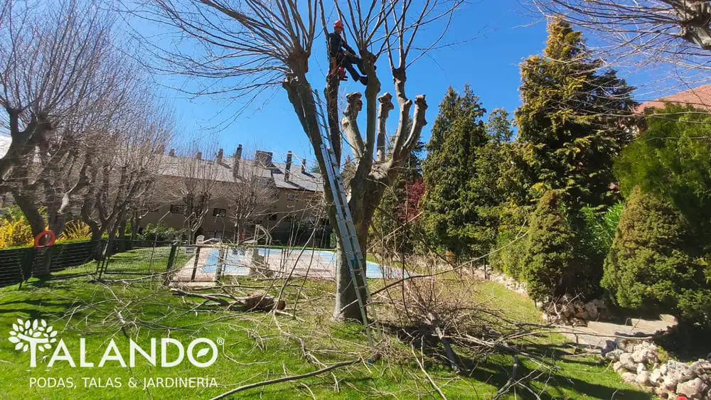 precio desbrozar parcela precio desbrozar parcela