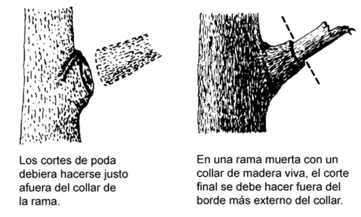 Como cortar ramas correctame Cómo cortar ramas correctame