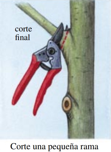 Como cortar una rama pequena Cómo cortar una rama pequeña