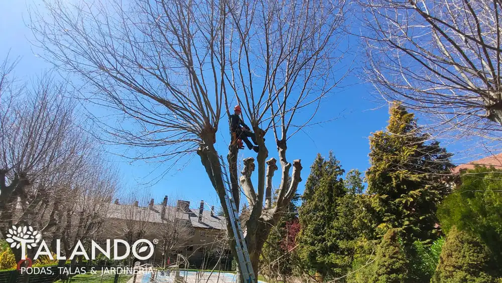 Cómo podar árboles para que no crezcan