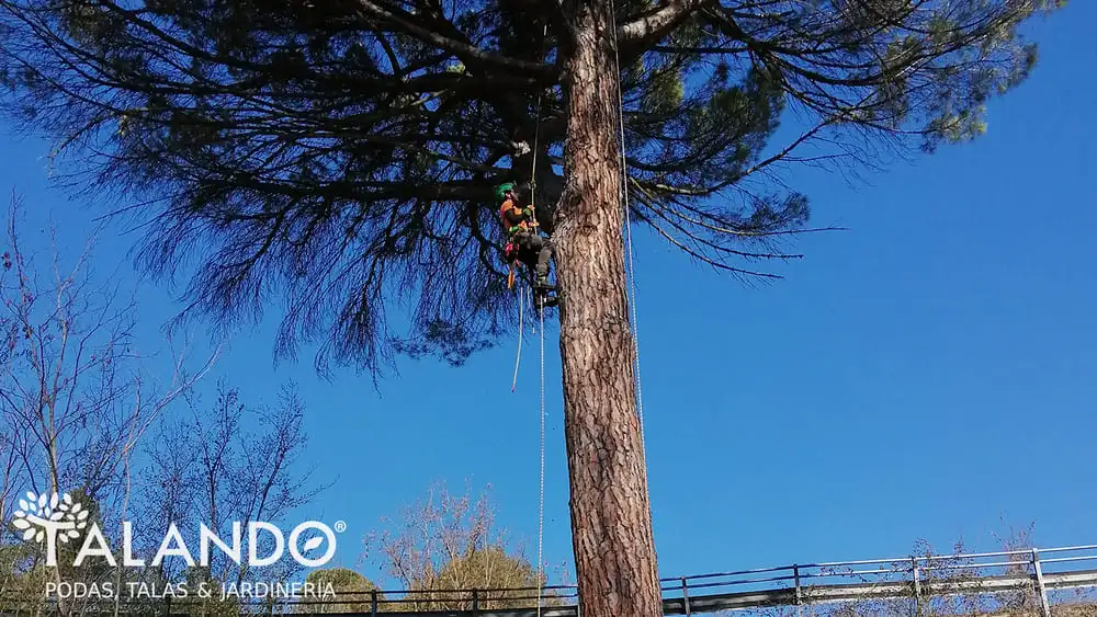 Como podar un arbol Cómo podar un árbol