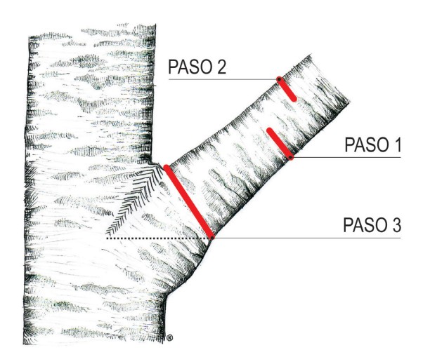 Corte de poda correcto Corte de poda correcto