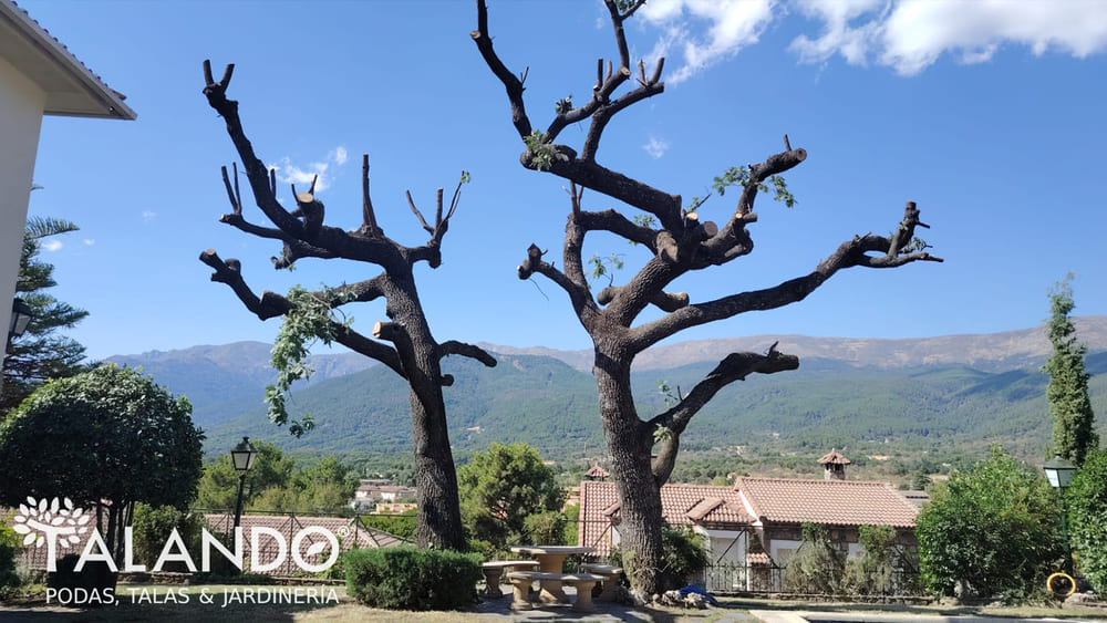 Mejor epoca para podar arboles Mejor época para podar árboles