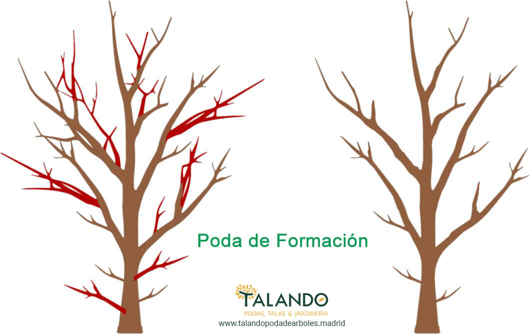 Poda de Formacion Poda de formación de un árbol joven