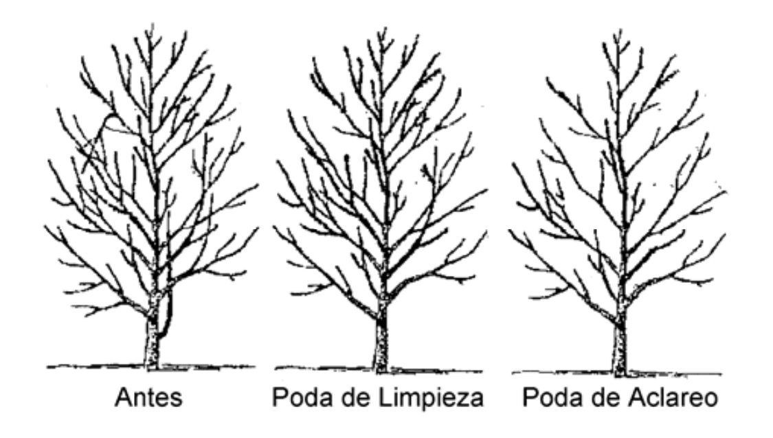 Poda de Limpieza y Poda de Aclareo Poda de Limpieza y Poda de Aclareo