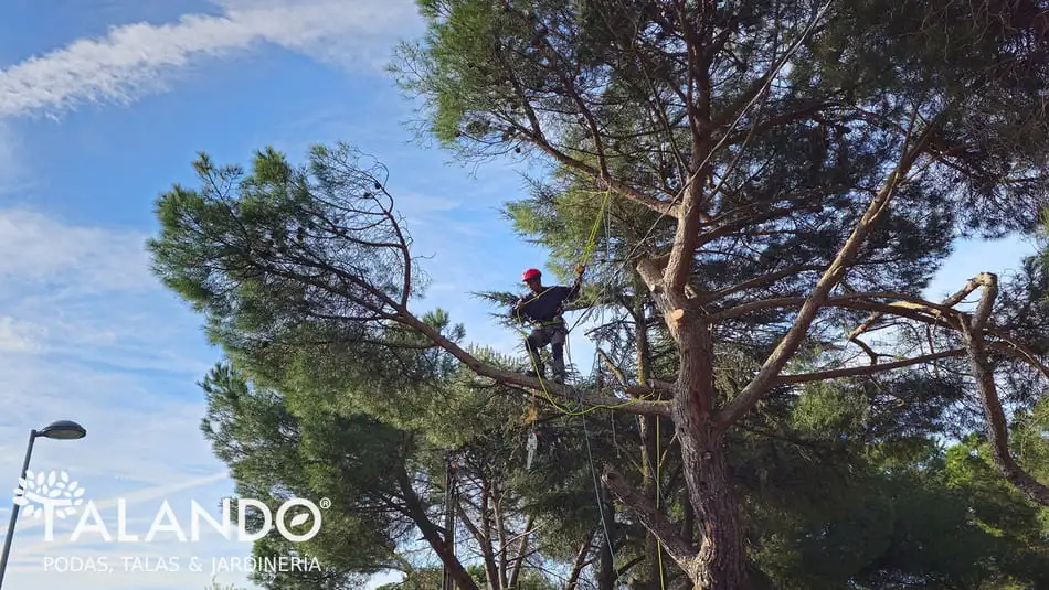Poda de arbolado Poda de arbolado