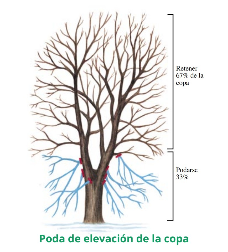Poda de elevacion de la copa Poda de elevacion de la copa