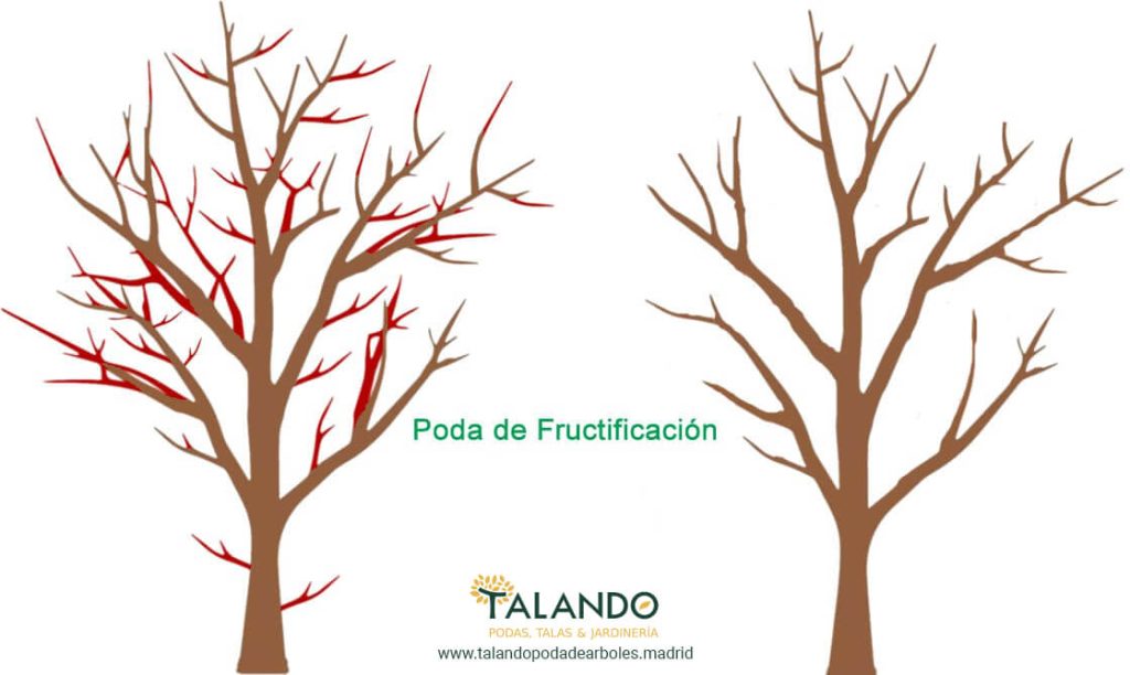 Poda de fructificacion Poda de fructificación
