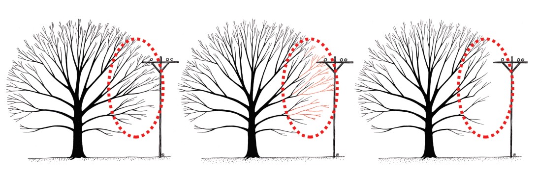 Poda de reduccion lateral de la copa Poda de reducción lateral de la copa
