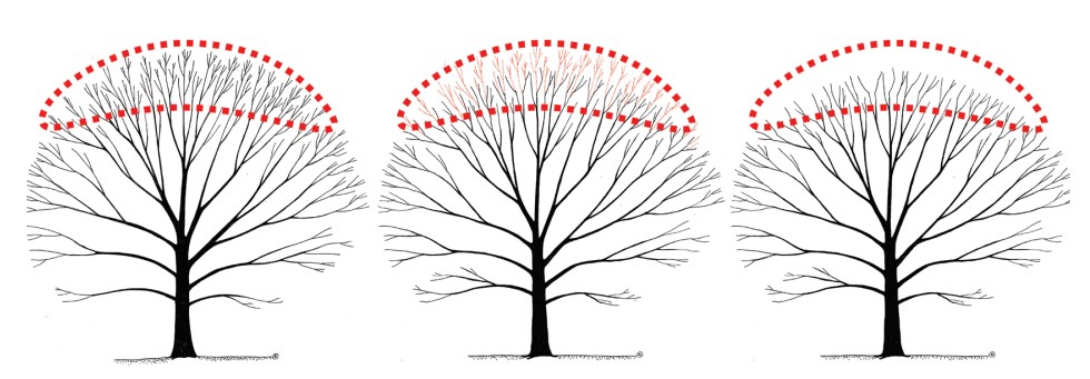 Poda de reduccion superior de la copa Poda de reducción superior de la copa o apical