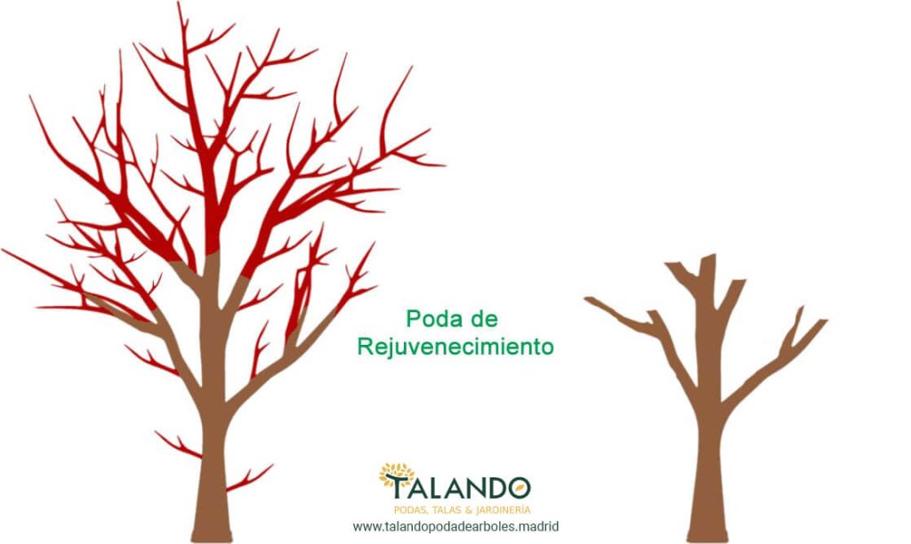 Poda de rejuvenecimiento Poda de rejuvenecimiento