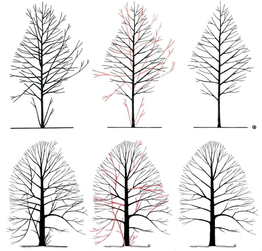 Poda estructural Poda estructural