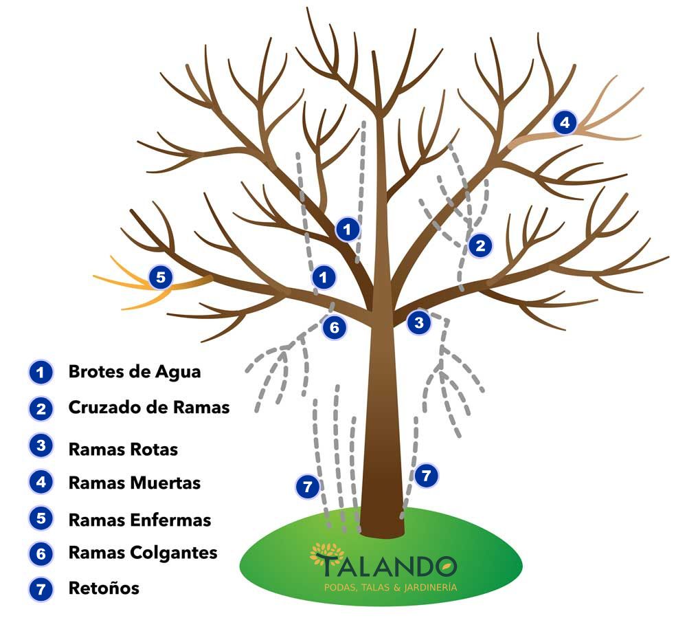 Que ramas podar en un arbol Qué ramas podar en un arbol
