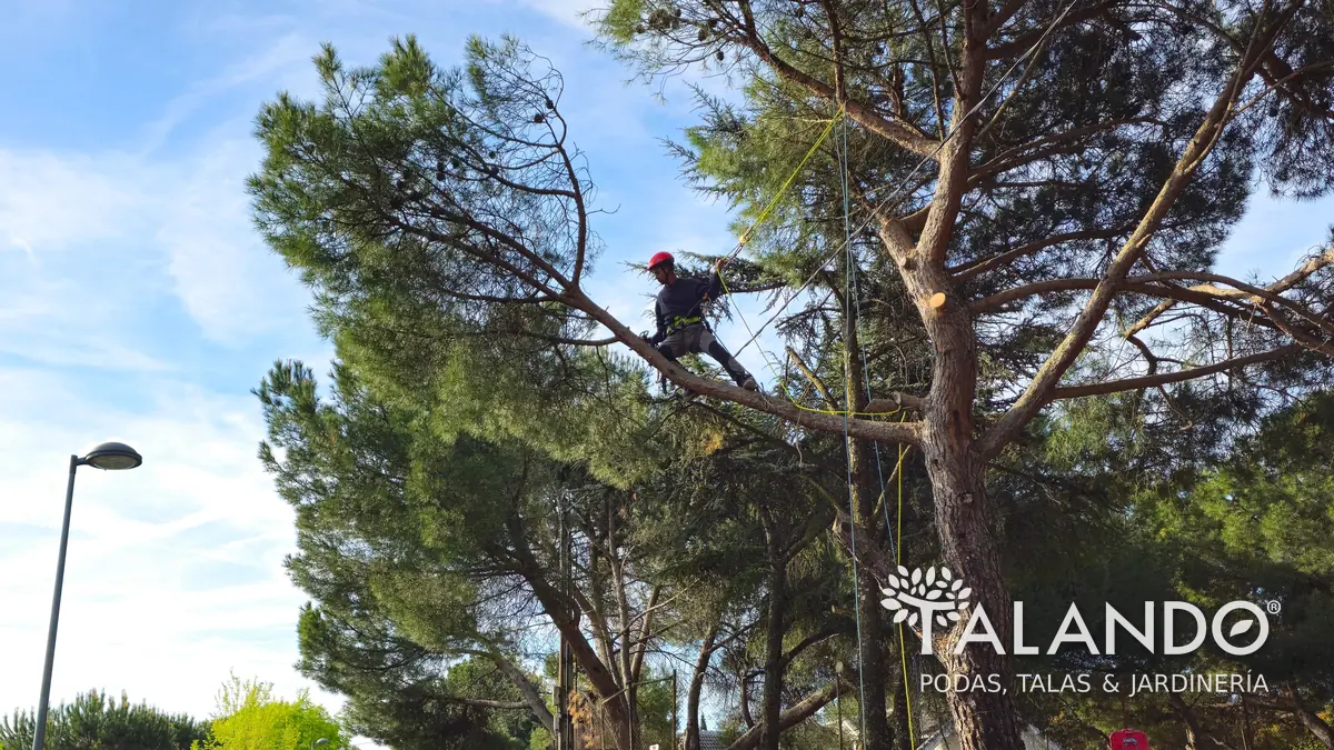Cuánto cuesta talar un árbol seco