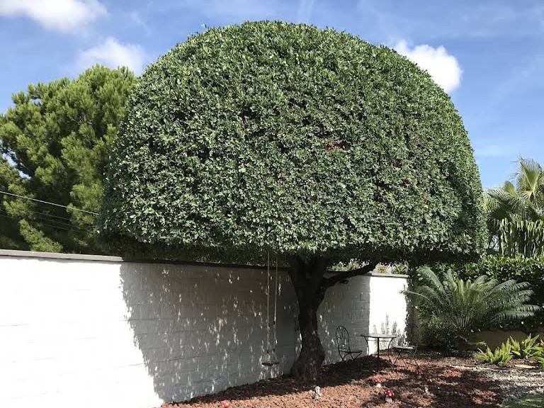 Poda de ficus en Pozuelo Poda de ficus en Pozuelo de Alarcón