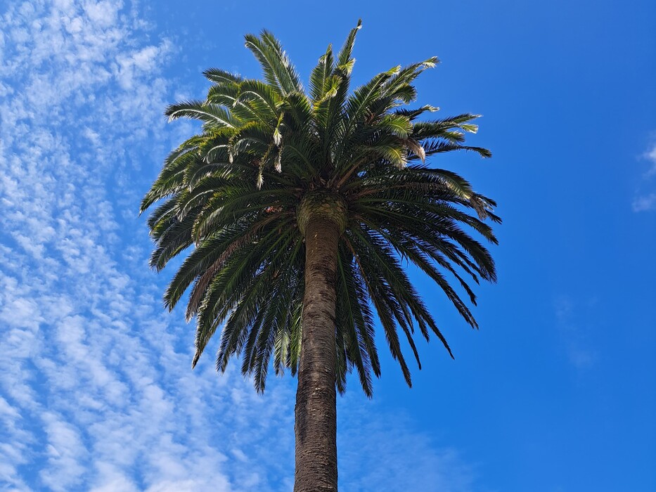 Poda de palmera en Las Rozas Poda de palmera en Las Rozas