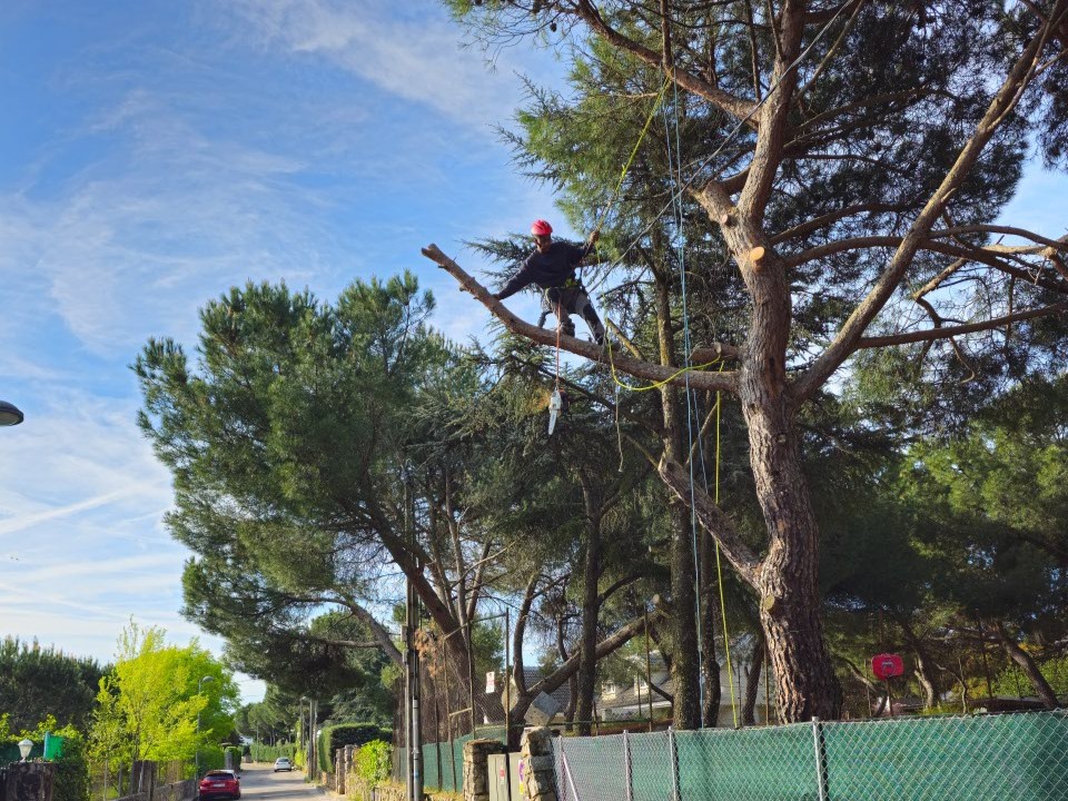Poda de pino en altura en Boadilla del Monte Poda de pino en altura en Boadilla del Monte