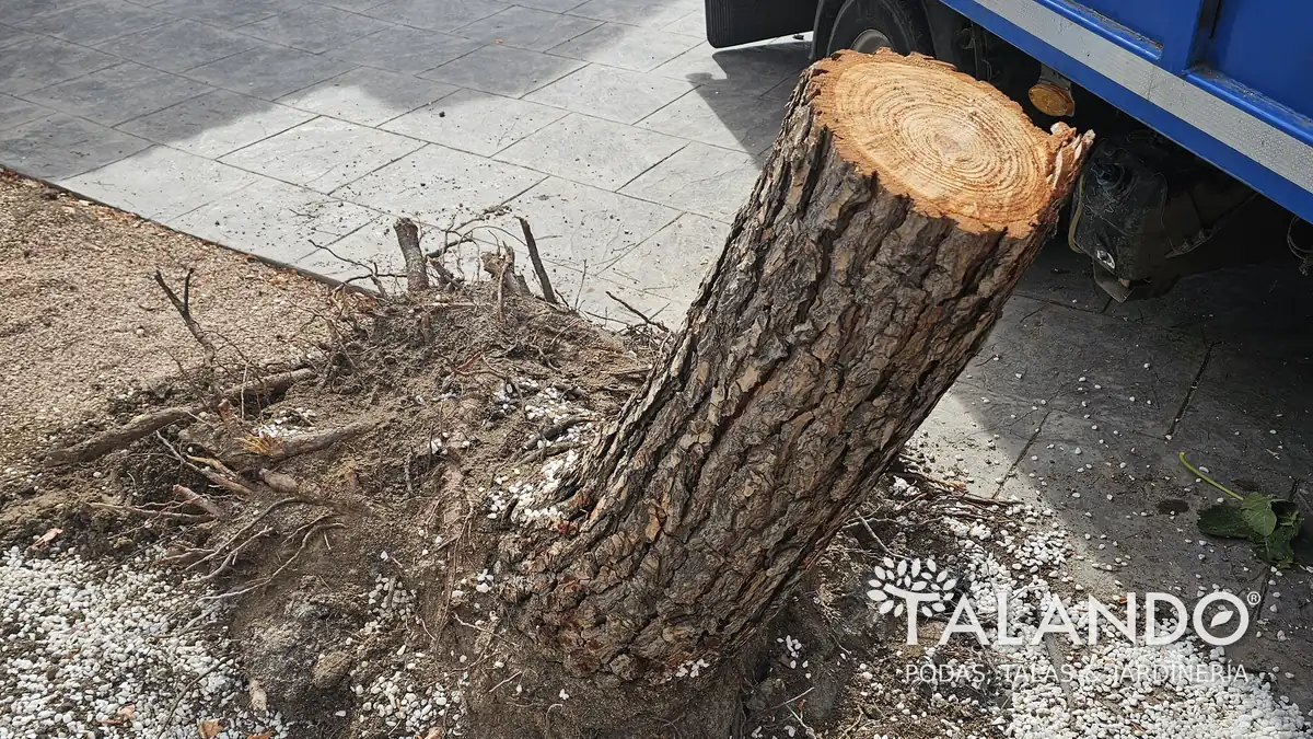Precio tala árbol pequeño