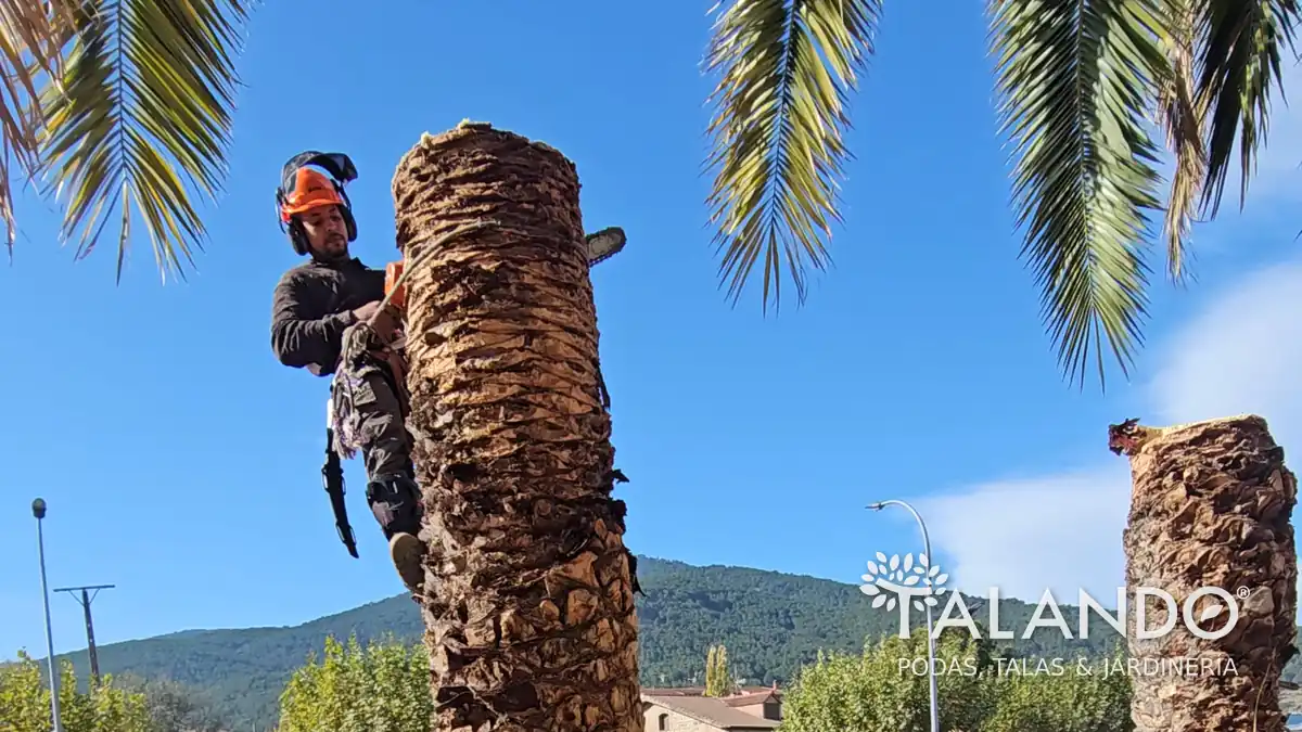 Precio talar una palmera