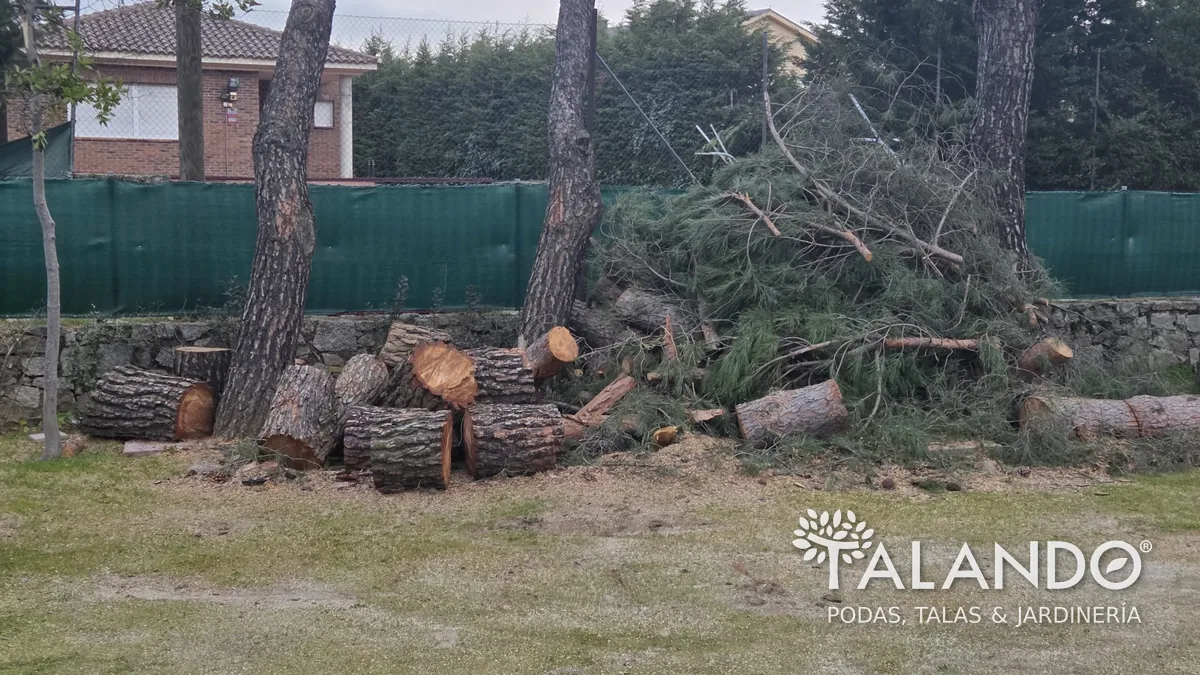 Preparación de la parcela para tala de árbol con caída libre