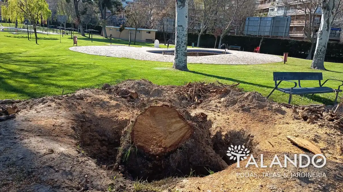 Retirada de raices después de la tala
