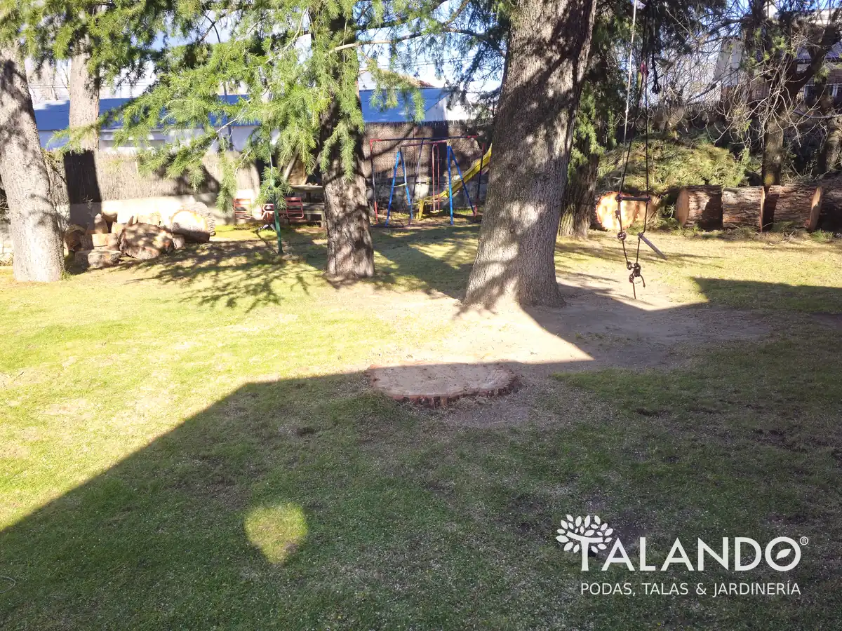 Tala de árbol a ras de suelo