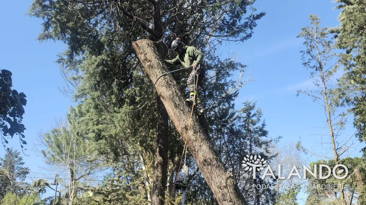 Tala de árbol inclinado